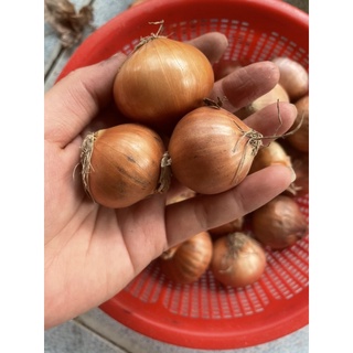 HÀNH CỦ INDO 1KG