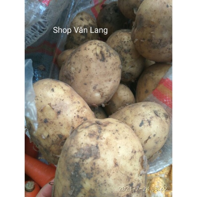 Khoai tây tươi sạch bở tơi túi 1kg