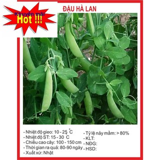 Hạt giống đậu Hà Lan - 15gram HOA RAU TRỒNG KỊP TẾT