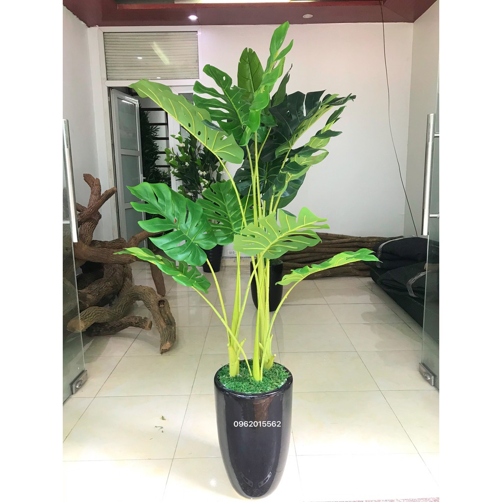 [Mã LIFEXANH03 giảm 10% đơn 500K] Cây lá xẻ , cây lá rùa 130cm 3 nhánh