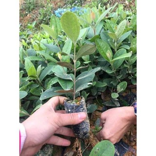 sản phẩm CÂY SIM RỪNG GIỐNG