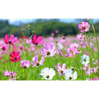 30 hạt hoa sao nhái(cánh bướm) đủ màu