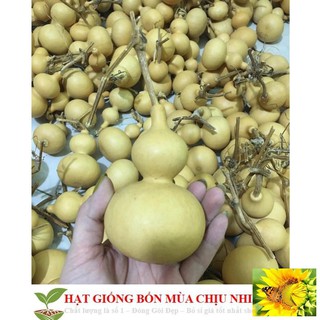 Hạt giống bầu hồ lô - mini siêu kute 5 hạt