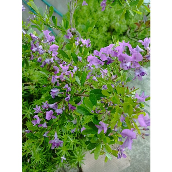 Cây linh sam 86 hoa tím thơm, làm bonsai