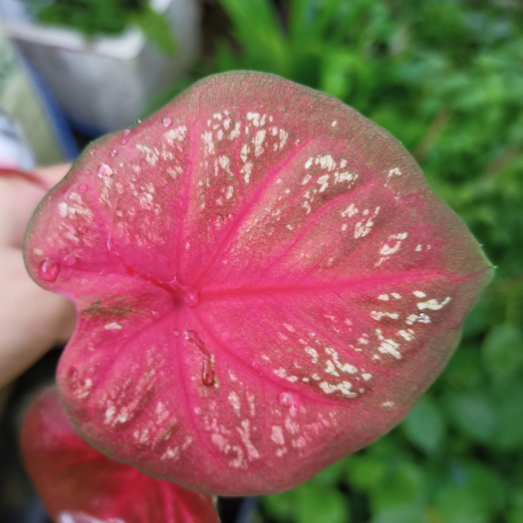 Cây baret caladium full đỏ màu cực hiếm - Ship toàn quốc