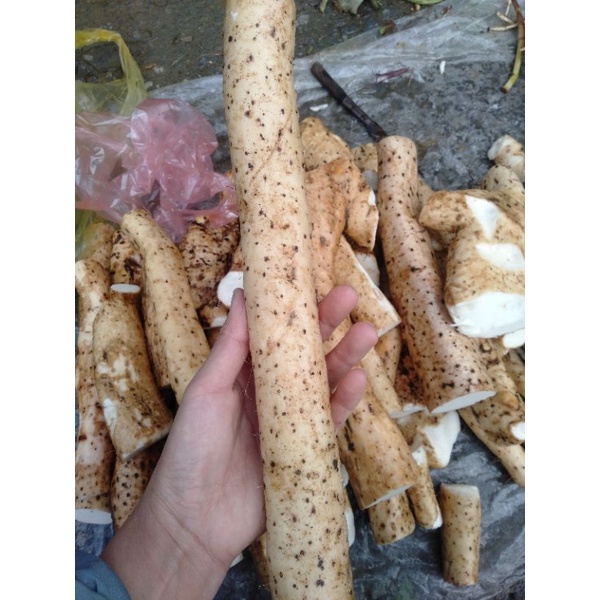 Củ mài tươi chuẩn rừng tây bắc