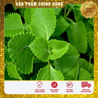 Hạt giống Rau Thơm Lùn ( Húng Chanh)