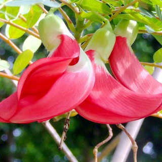 Hạt giống So đũa gói 2gr