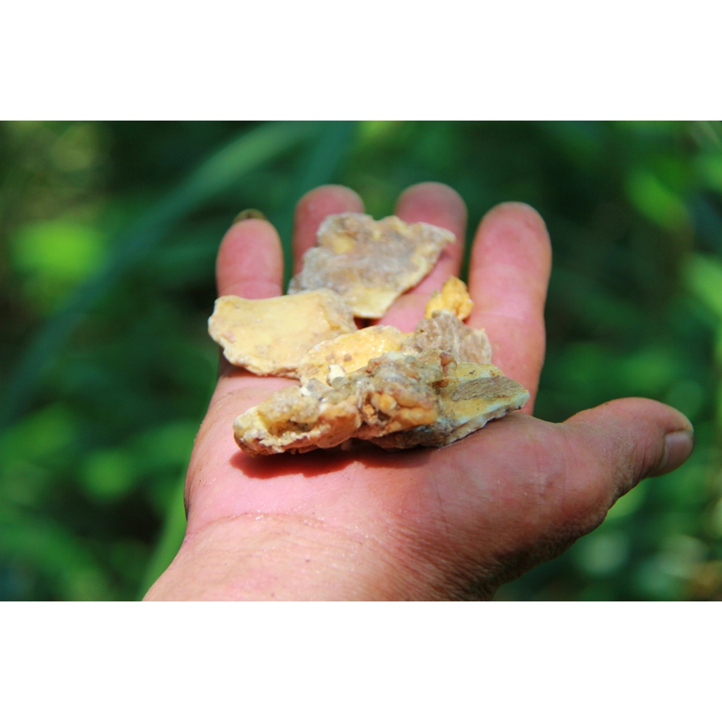 Hạt Giống Cây Bồ Đề Lâm Nghiệp - Gói 30 Hạt KNS2160