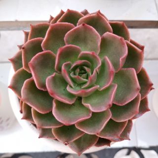 Sen đá size 10.5cm