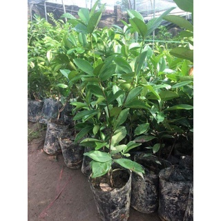 Cây giống cherry brazil, cây nhập khẩu chất lượng cao