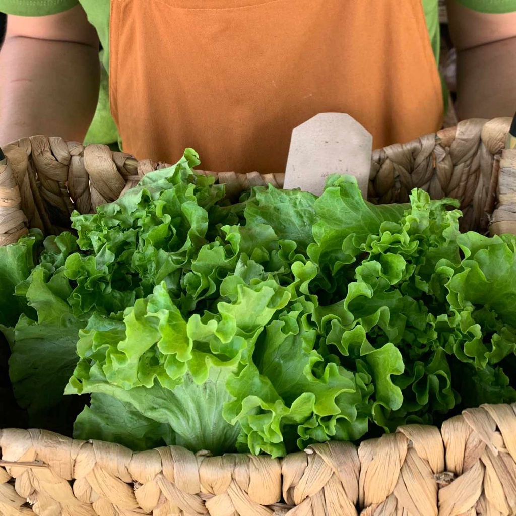 Hạt giống xà lách xoăn xanh - 2gr Seed Land nhập khẩu