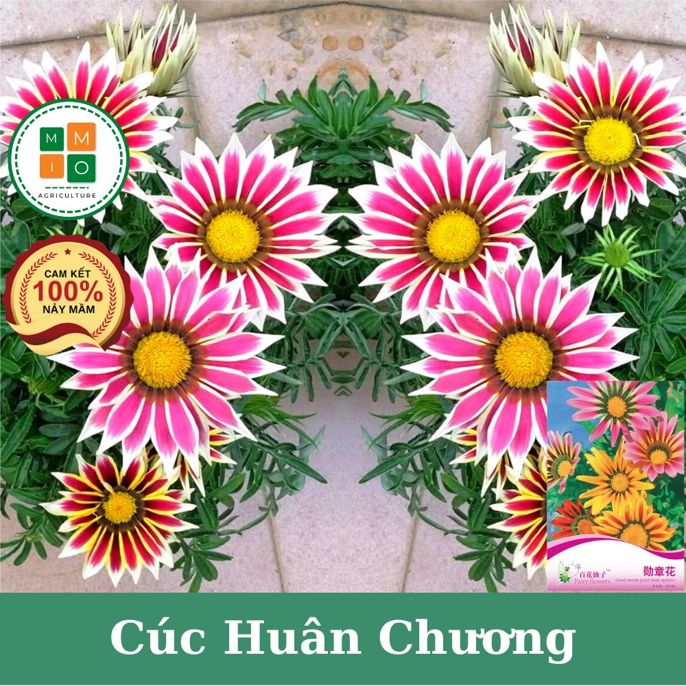 Hạt giống hoa cúc huân chương mix màu siêu đẹp, dễ trồng nở hoa quanh năm