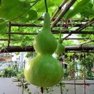 Hạt giống bầu hồ lô 5 hạt