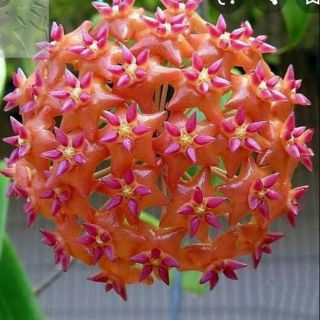 Cẩm cù hoa cam siêu đẹp