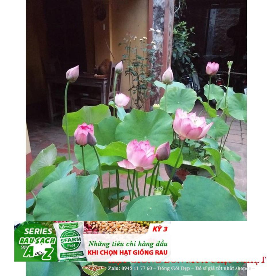 3d 10H - HẠT GIỐNG SEN TA( SEN HỒNG VN)