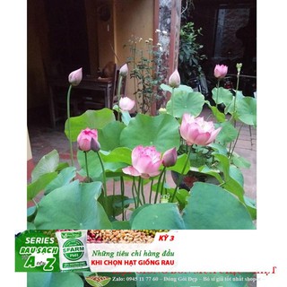 3d 10H - HẠT GIỐNG SEN TA( SEN HỒNG VN)