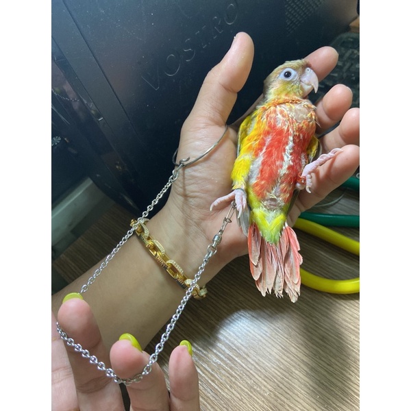 Xích chân , vòng chân cho cockatiel , greencheek , lovebird , yến phụng ..