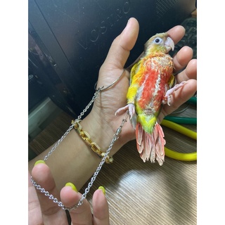 Xích chân , vòng chân cho cockatiel, sun ,monk, greencheek , lovebird , yến phụng ..