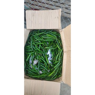 Ớt sừng xanh