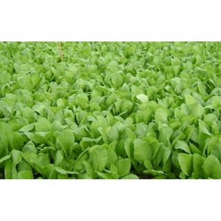 Hạt Giống Cải Bẹ Xanh Mỡ