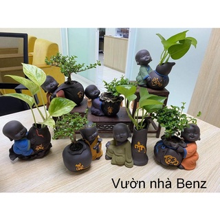 COMBO 3 CHÚ TIỂU TÙY CHỌN + TẶNG KÈM KỆ GIẢ ĐÁ 3 NGĂN SIÊU XINH GIÁ RẺ