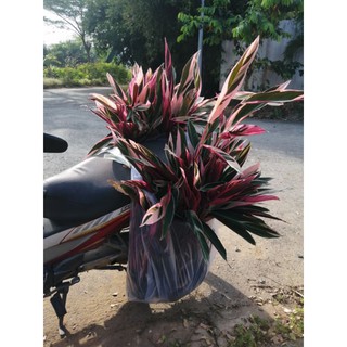 Hồng Quân Tử, hồng yến quân - (có hỏa tốc)