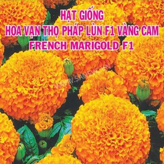 Hạt Giống Hoa Vạn Thọ Pháp Lùn F1 Vàng Cam Hà Lan