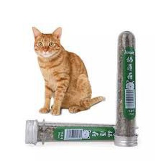 CATNIP cho mèo