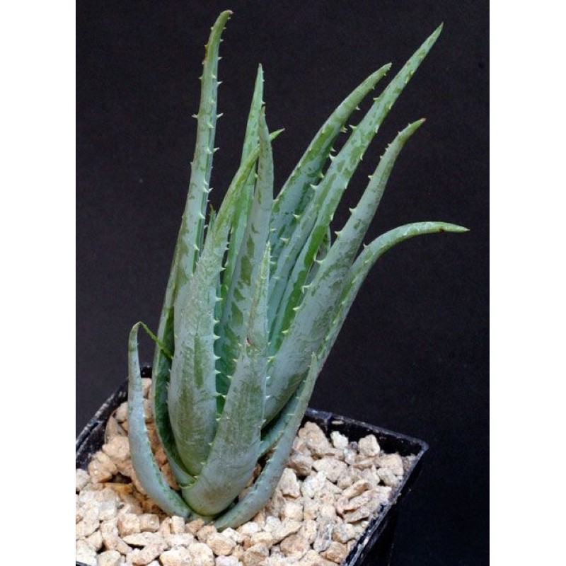 Cây Aloe Bule