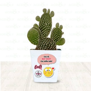 Cây Xương Rồng Tai Thỏ & Chậu Sứ