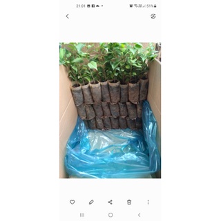3 CÂY GIỐNG LÁ GIANG