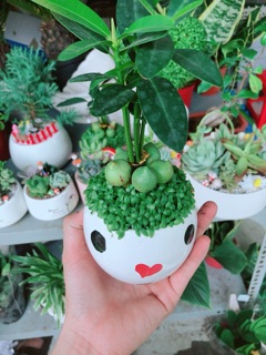 Chậu cây may mắn 5 củ