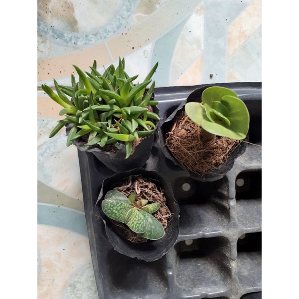Sen đá bèo nhật sz bầu