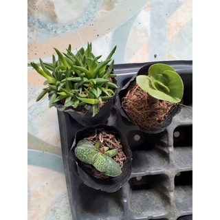 Sen đá bèo nhật sz bầu