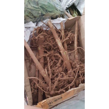 1KG Cây Mía Dò  Tươi & Khô