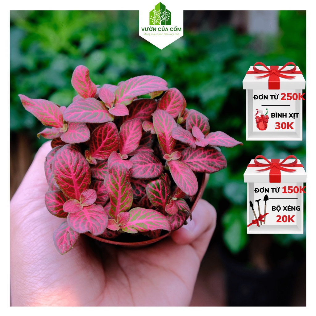 Cây cẩm nhung hay gọi là cây may mắn , Cây làm decor , tiểu cảnh siêu đẹp , siêu khỏe . cây + chậu nhựa KT 10 10