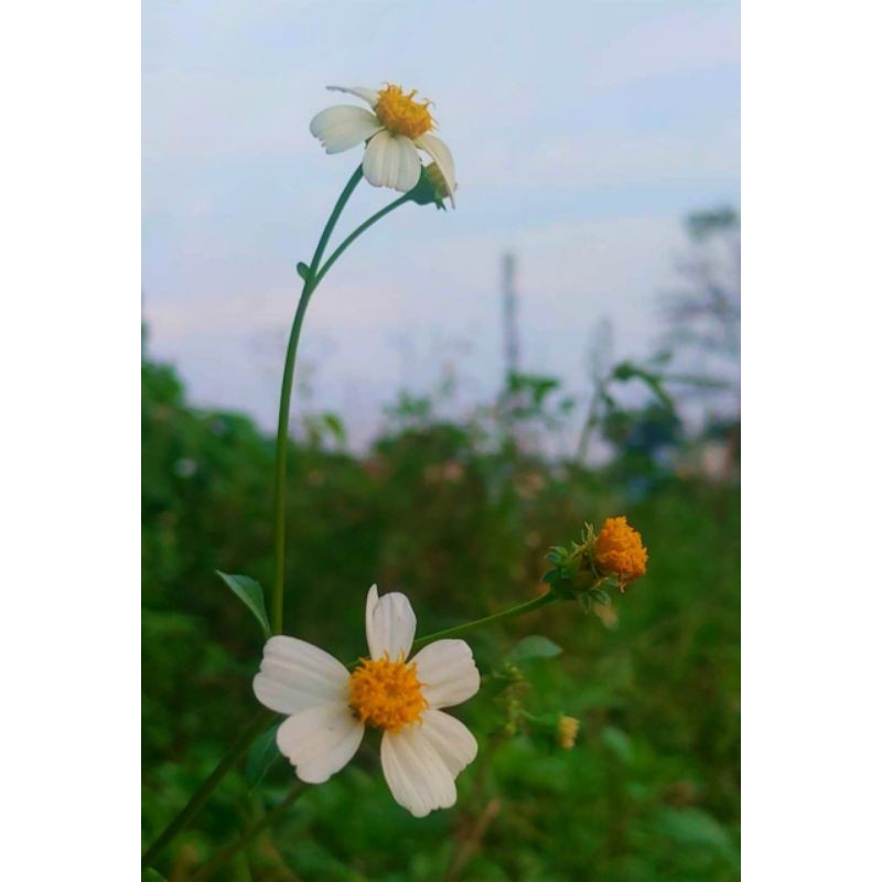 5g Hạt giống hoa cúc Xuyến Chi❤️7k❤️ tặng100hạt❤️
