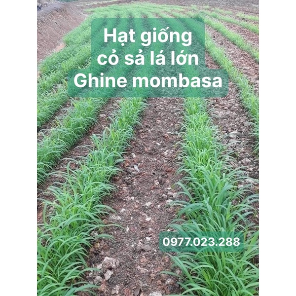 100g Cỏ sả lá lớn Mombasa ghine cỏ chăn nuôi gói