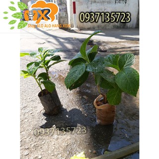 COMBO 5 CÂY GIỐNG CẨM TÚ CẦU