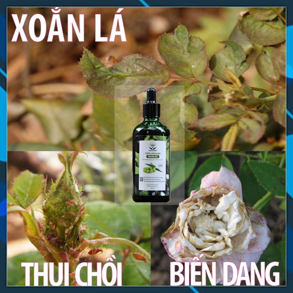 - Tinh dầu neem nguyên chất trị & phòng côn trùng, Hữu Cơ - An toàn cho người sử dụng, dành riêng cho Hoa Hồng(chai 100m