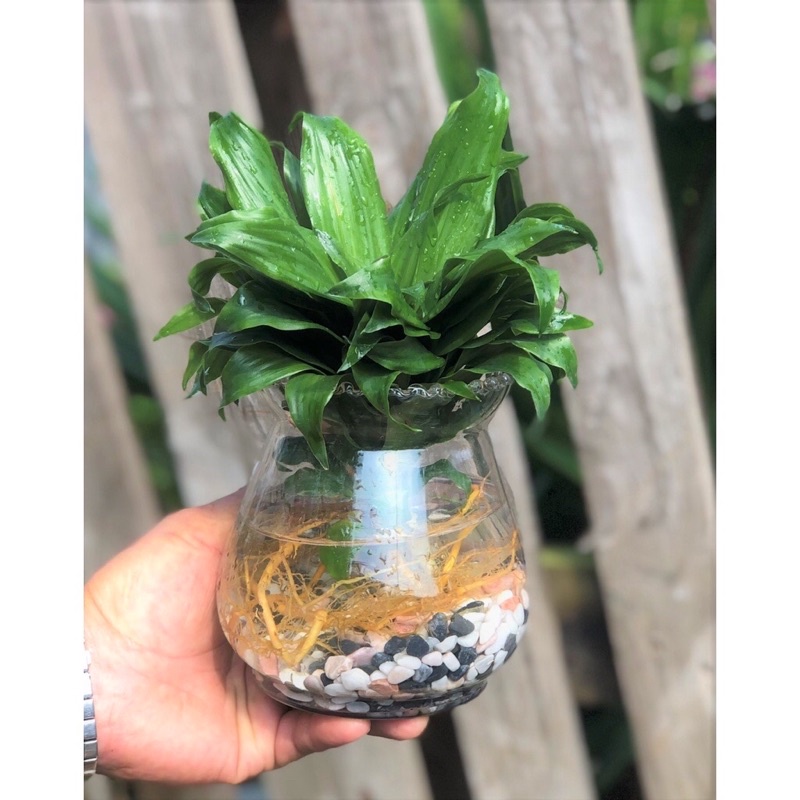 Cây phát tài Nhật