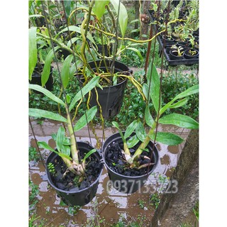 cây Lan Dendrobium Gatton Sunray--[ cây còn nhỏ ]