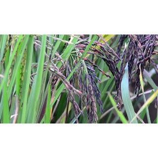 [ORGANIC] Gạo Lứt Tím Hữu Cơ  Hộp 1kg - Cơm mềm dẻo, tốt cho ăn kiêng, giảm cân