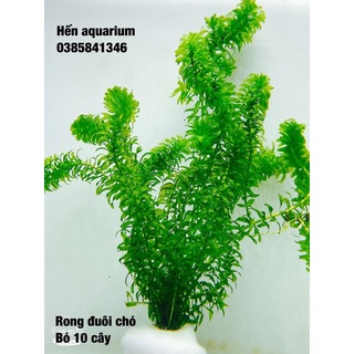 Rong đuôi chó thuỷ sinh : 1️⃣0️⃣ k / combo 5 cây . Dễ trồng cho người mới chơi