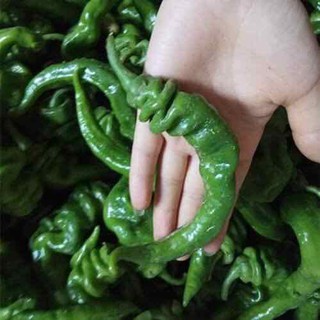 Hạt giống ớt cá ngựa