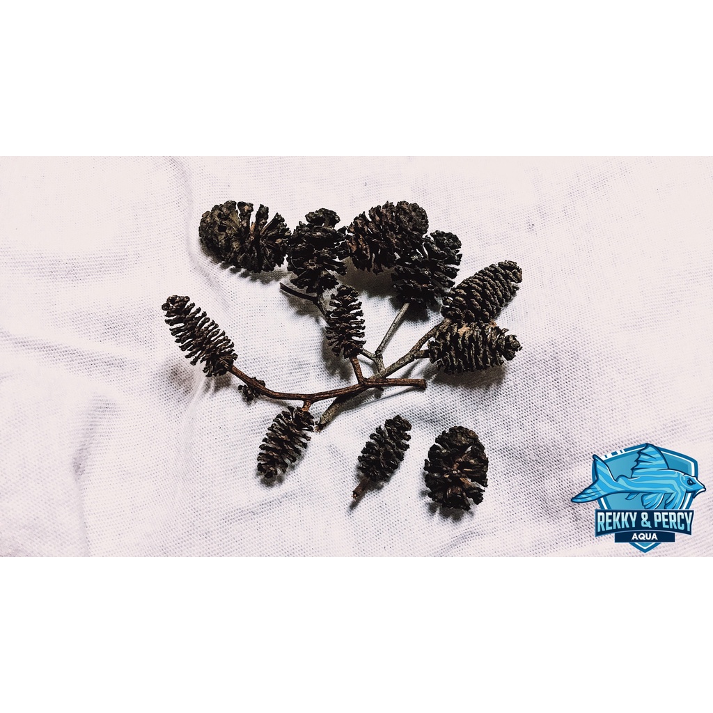 Trái Alder Cones Cao Cấp | Trang trí bể Thủy Sinh, Biotope, Blackwater | Dược liệu bể cá.