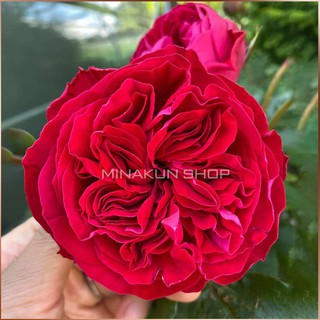 Hoa hồng ngoại Kate cực đẹp MinaKun Shop