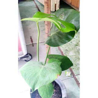Trầu bà Monstera (trầu bà lá xẻ)
