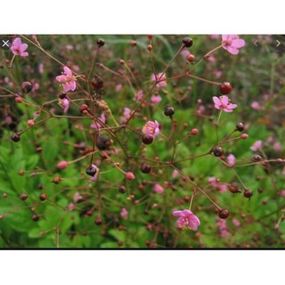 Gói 15 hạt giống Sâm Đất